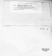Pestalotiopsis guepinii image
